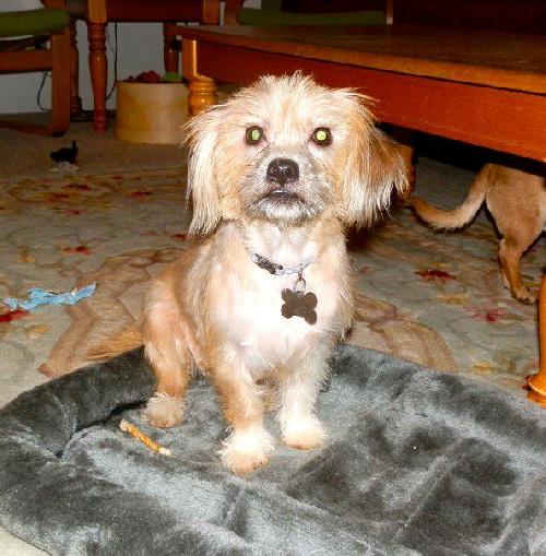 Tilly - ADOPTED 06.03.12