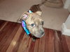 Qs Dalilah - ADOPTED 08.09.19