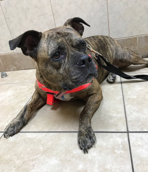 Qs Dalilah - ADOPTED 08.09.19