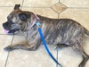 Qs Dalilah - ADOPTED 08.09.19