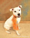 Sugar Momma-ADOPTED 09/10/12