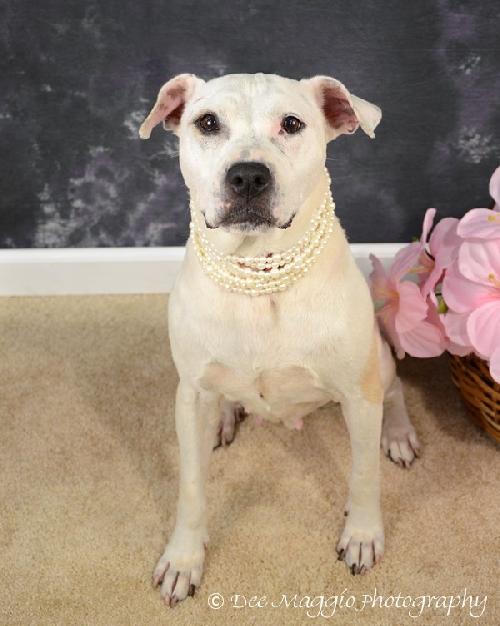 Sugar Momma-ADOPTED 09/10/12