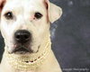 Sugar Momma-ADOPTED 09/10/12
