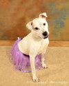 Sugar Momma-ADOPTED 09/10/12