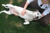 Sugar Momma-ADOPTED 09/10/12