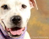 Sugar Momma-ADOPTED 09/10/12