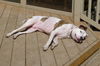 Finnegan-ADOPTED 06.22.13