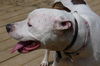 Finnegan-ADOPTED 06.22.13