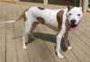 Finnegan-ADOPTED 06.22.13