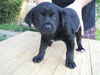 Xe Litter-Ringo - ADOPTED 6.4.12