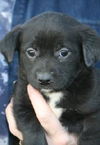 Xe Litter-Ringo - ADOPTED 6.4.12