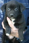 Xe Litter-Ringo - ADOPTED 6.4.12