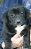 Xe Litter-Petula - ADOPTED 7.2.12