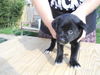 Xe Litter-Elvis - ADOPTED 06.03.12