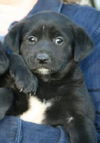 Xe Litter-Elvis - ADOPTED 06.03.12