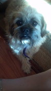 Midge-ADOPTED 09.21.12