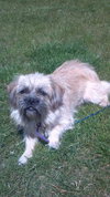 Midge-ADOPTED 09.21.12