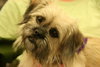 Midge-ADOPTED 09.21.12