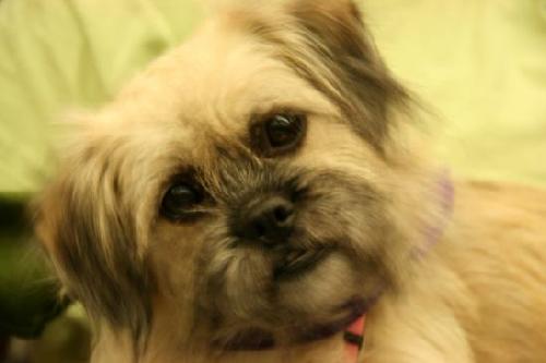 Midge-ADOPTED 09.21.12