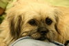 Midge-ADOPTED 09.21.12