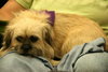 Midge-ADOPTED 09.21.12
