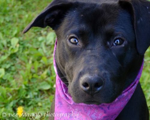 Angel-ADOPTED 05.19.12