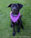 Angel-ADOPTED 05.19.12