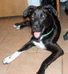 Genie-ADOPTED-7.30.12