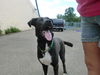 Genie-ADOPTED-7.30.12