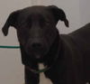 Genie-ADOPTED-7.30.12