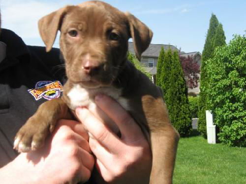 Ye Litter-Ginger Snaps - ADOPTED 06.03.12