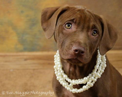 Ye Litter-Roxy - ADOPTED 07.07.12