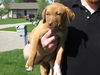 Ye Litter-Sienna - ADOPTED 06.03.12