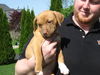 Ye Litter-Sienna - ADOPTED 06.03.12