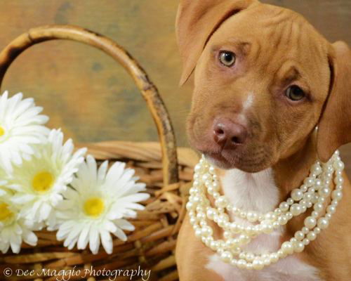 Ye Litter-Sienna - ADOPTED 06.03.12