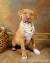 Ye Litter-Sienna - ADOPTED 06.03.12