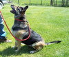 Micha-ADOPTED