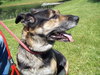 Micha-ADOPTED