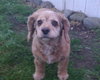 Frieda - ADOPTED (Missing Contract)