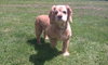 Frieda - ADOPTED (Missing Contract)