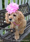 Frieda - ADOPTED (Missing Contract)