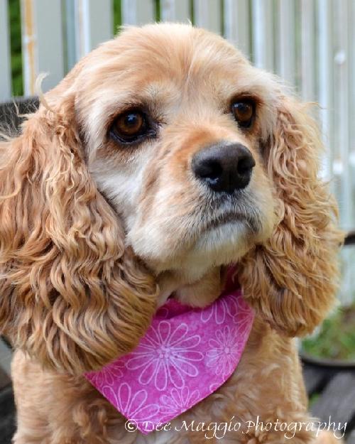 Frieda - ADOPTED (Missing Contract)