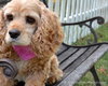 Frieda - ADOPTED (Missing Contract)