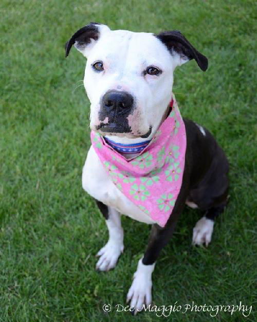 Treasure-ADOPTED 01.15.13