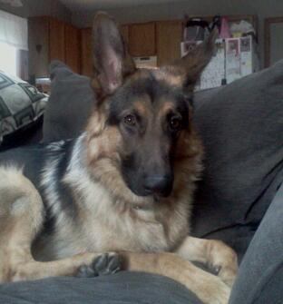 Nikko-ADOPTED
