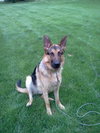 Nikko-ADOPTED