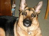 Nikko-ADOPTED