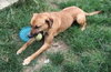 Andre-ADOPTED-6.10.12