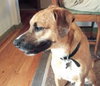 Andre-ADOPTED-6.10.12
