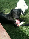 Mirabelle - ADOPTED 06.13.12